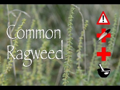 Common Ragweed: Cautions, Medicinal &amp; Other Uses