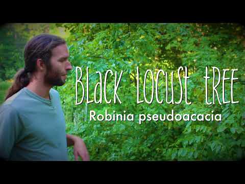 A Forgotten Tree - Black Locust Overview