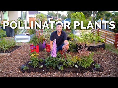 11 MUST Grow Pollinator Garden Plants 🐝