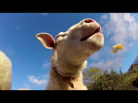 Maisy Finds An Apple (What Do Sheep Eat?)