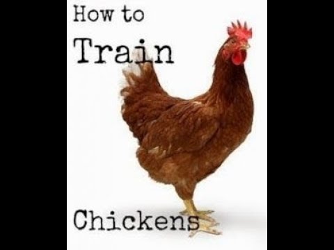 BEST WAY TO TRAIN CHICKENS TO COME WHEN CALLED HOW TO GET CHICKENS TO GO IN COOP WHEN CALLED