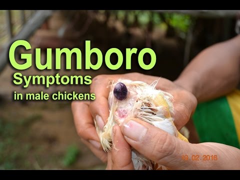 Gumboro Disease, IBD Symptoms in Chicken, POULTRY DISEASES