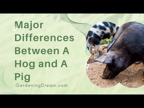 Major Differences Between A Hog and A Pig