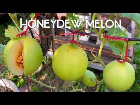 How to grow honeydew melon in pot