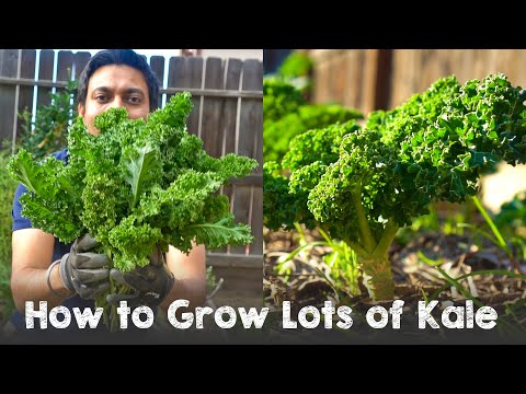 How to Grow Lots of Kale | Complete Guide Seed to Harvest