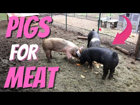 Raising Feeder Pigs On A Small Homestead