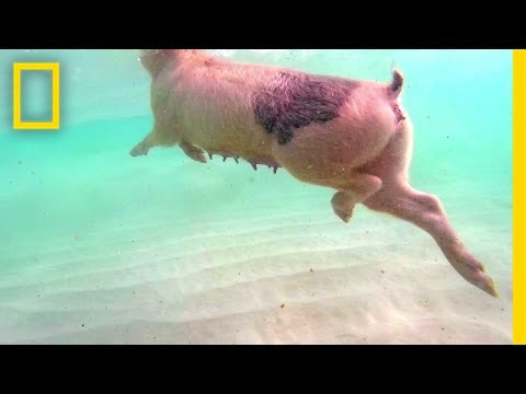 Swimming Pigs Rule This Tropical Island | National Geographic