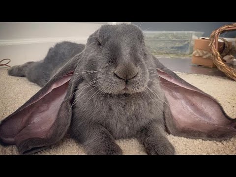English Lop Rabbit | Big Eared English Lop Bunnies Playing