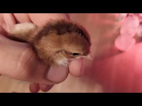 Identifying Chick Color Patterns