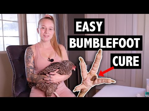 BUMBLEFOOT in CHICKENS - Easy Removal Using PRID Drawing Salve