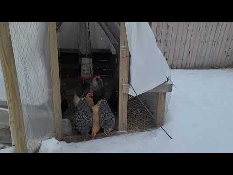 Can you do a Chicken Tractor in the winter? Laying hens in winter