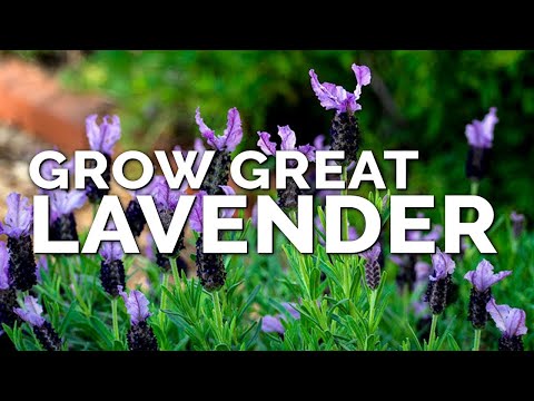 5 Tips to Growing Lavender Perfectly No Matter Where You Live