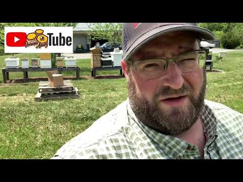 Hydrating your bees | beekeeping tips