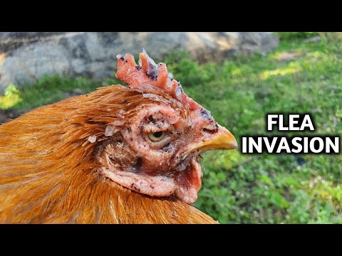 Saving this MOTHER-TO-BE Hen from a Flea Invasion