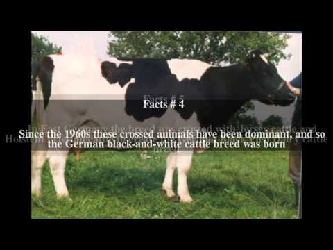 German Black Pied cattle Top # 9 Facts