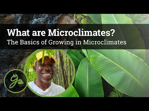 What Are Microclimates? The Basics of Microclimates in Permaculture