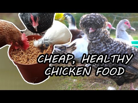 Save $$ With Fermented Grains For Chickens | Cheap, Easy, Beneficial