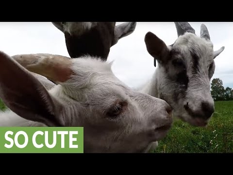 Baby goats lose their minds for tasty grape leaves