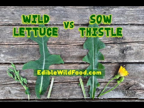 Wild Lettuce vs Sow Thistle | Comparison &amp; Identification