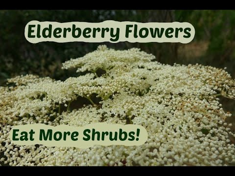 Elderberry Flowers: How to pick and use elder flowers