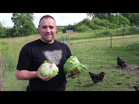 Chickens vs Two Heads Of Lettuce With Time Lapse! (Oddly Satisfying)
