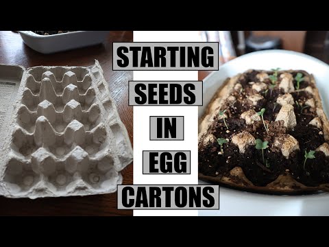 How To Plant Seeds In Egg Cartons - Starting Seeds In Egg Cartons