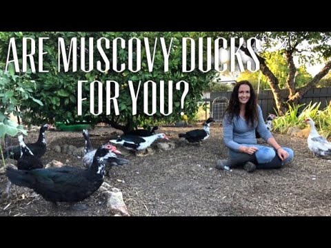MUSCOVY DUCKS - 12 THINGS TO KNOW BEFORE GETTING MUSCOVIES