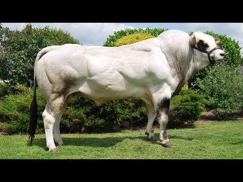 Piedmontese Cattle | “Fat-Free” Beef