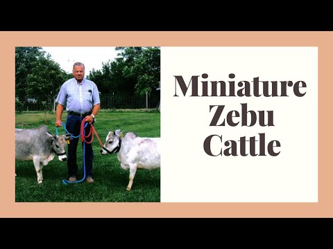 Miniature Zebu Facts: Oldest Miniature cattle breed