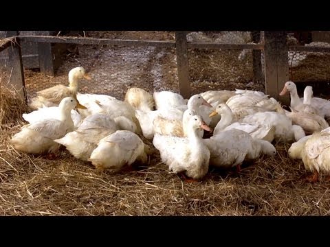 Raising Aylesbury Ducks | Farm Raised With P. Allen Smith