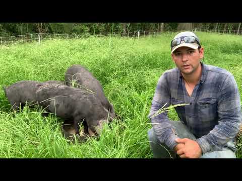 Raising Large Black Pigs on Pasture