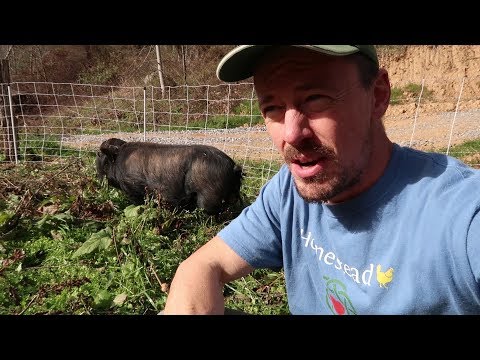 What Is A Lard Type Hog? American Guinea Hogs