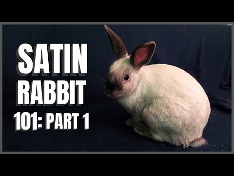 Satin Rabbit 101: Part 1