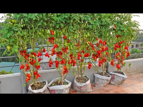 Growing San Marzano Tomatoes is extremely easy for large, sweet, high yielding fruits