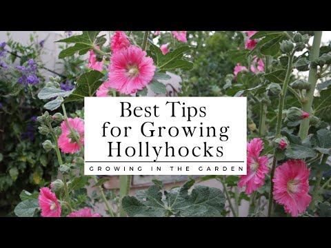 HOW to PLANT and GROW HOLLYHOCKS plus TIPS for growing hollyhocks in HOT CLIMATES