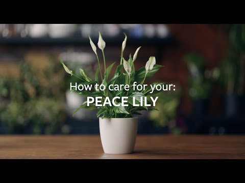 How to care for your Peace Lily | Grow at Home | RHS