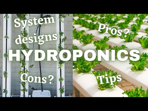 What Is Hydroponics And How Does It Work?