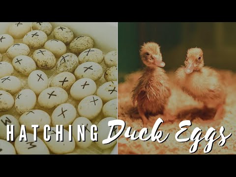 Incubating Ducklings (Start To Finish) Everything You Need To Know | Gold Shaw Farm Sent Us Eggs!!!
