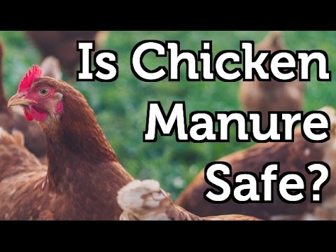 Is Chicken Manure Safe to use in the Garden?