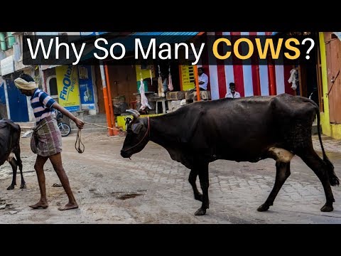 Why Are There So Many Cows in India?