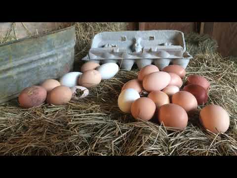 How Often Should You Collect Eggs?