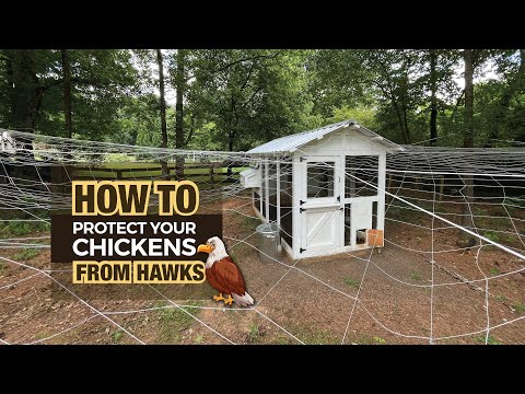 How We Protect Our Chickens from Hawks (And Other Aerial Predators)