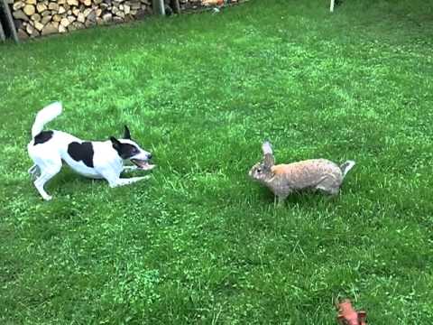 Charly and Hopsen in garden. Dog vs. Rabbit fight