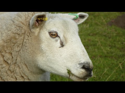 Horses and Sheep and their amazing Eye Movements