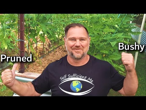To Prune or NOT to Prune Tomato Plants?