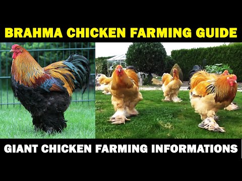 BRAHMA CHICKEN FARMING : Business Starting Plan For Beginners | Giant Chicken Farming