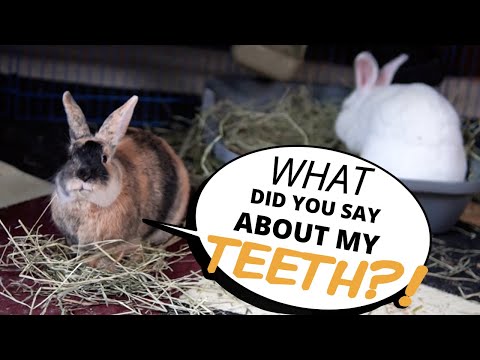 How to Keep Your Rabbit&#039;s Teeth Healthy