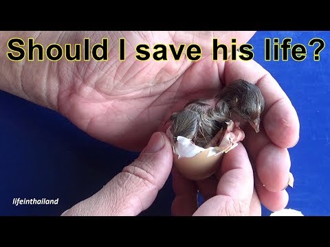 Baby chick stuck in the egg, how I help them out safely.