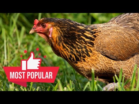 Easter Egger Chicken Everything You Need to Know - why add them to your backyard flock!