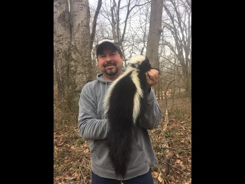 How to Dispatch a Skunk Without Getting Sprayed
